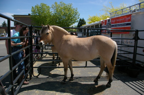 norwegian-horse